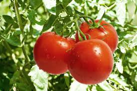 In einem gepflegten 3 familienhaus. Wann Werden Tomaten Rot So Zuchten Sie Richtig