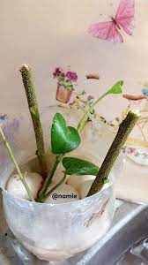 Update kondisi strawberry yang layu setelah diganti media tanam | update tanaman strawberry. Kalau Beli Daun Kari Cari Yang Ada Ranting Buat Cambah Benih Tanam Dalam Pasu Vanilla Kismis