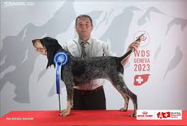 Image result for malý modrý gaskoňský honič