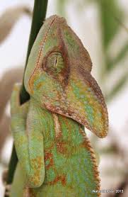 Sleeping Veiled Chameleon Amphibien Reptilien Tiere