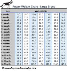 Competent Weight Chart For Puppies Growth Average Horse