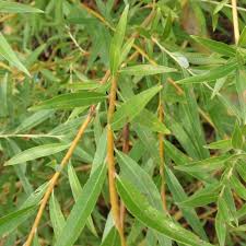 Le salix alba tristis, de culture facile, pousse dans tout sol frais, voire humide, assez lourd, riche, de préférence non calcaire en situation ensoleillée. Salix Alba Tristis Plant Leaves Salix Herbs