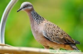 Perbedaan tekukur kelantan vs tekukur lokal. Burung Derkuku Senilai 32 000 000 Ini Dia Juaranya Halaman 1 Kompasiana Com