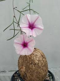Image result for Ipomoea bolusiana