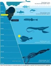 Layers Of The Ocean For Kids Google Search Ocean Zones Ocean Activities Marine Biology