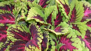 Image result for Coleus buchananii