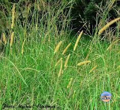 Image result for Setaria sphacelata