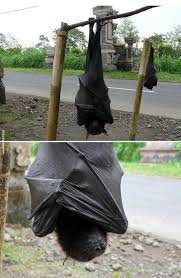 The Giant Golden Crowned Flying Fox Acerodon Jubatus Also Known As The Golden Capped Fruit Bat Is A Rare Megabat And One Of Th Fox Bat Bat Species Cute Bat