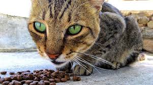 A however, i've treated cats with severe dehydration whose noses were as moist as can be. My Cat Refuses To Eat Dry Food