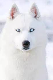 beyaz sibirya husky sibirya kurdu alaska kurdu sibirya husky
