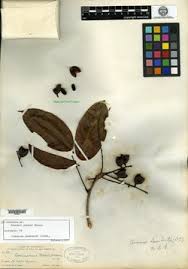 Image result for Connaraceae