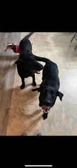 These 2 black labs showed up at my house last night. They've been wandering  around for about a day and a half. Currently they are safe and fed in my  home. If