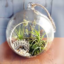 Create Your Own Woodlands Scene Inside A Hanging Glass Terrarium Comes Complete With Moss Tree Green Mosses Air Plant Terrarium Air Plants Terrarium Plants
