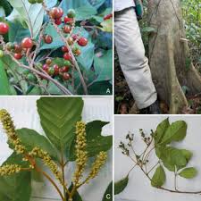 Image result for Allophylus