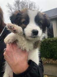 Limit my search to r/evansville. Puppies Found In Trash Bags Doing Well According To Animal Rescue Eyewitness News Weht Wtvw