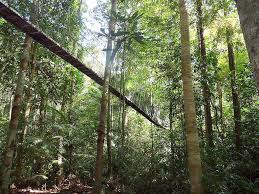 Taman Negara National Park Malasya Taman Negara Malaysia National Parks