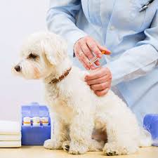 Will increase or lower your yearly cat owner responsibilities. Dog Puppy Vaccination Schedule Dog Vaccination Costs
