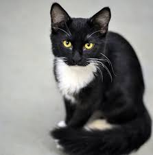 Black And White Tuxedo Cats Cat Food Breath On Cute Cats Pretty Cats White Cat Breeds