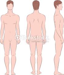 R&eacute;sultat de recherche d'images pour "le corps humain dessin"