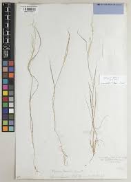 Image result for Argyrolobium macrophyllum