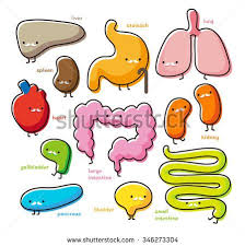 Pancreas Stock Photos Images Pictures Cartoon Heart Human Body Projects Human Body Science