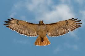 The bird's wing is a paired forelimb in birds.the wings give the birds the ability to fly, creating lift. Fqysubvfts T7ps2vp2wnkyn8wxywmxty0 Fwsgxpcvm5bxwogcoq6qmm Qfz6fjaxzapac Vkayye5odekx 960 640 Hawk Pictures Red Tailed Hawk Bird Of Prey Tattoo