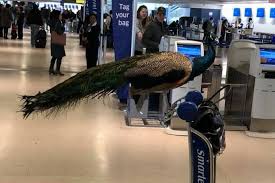 May 11, 2021 · how to qualify for an emotional support animal. Are Emotional Support Animals A Scam The New York Times