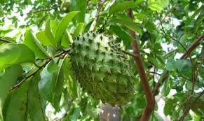 Cara merawat kulit secara alami dengan buah dan daun sirsak