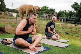 We look forward to seeing you soon! Hawaii S Backyard Animals Help Reduce Stress At Maui Goat Yoga Honolulu Star Advertiser