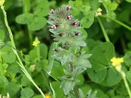 Image result for Loxogramme latifolia