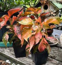 Image result for Acalypha pubiflora