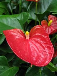 Check spelling or type a new query. Anthurium Plant Care How To Grow Anthurium Andraeanum Indoors