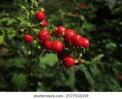 Image result for Petiveriaceae