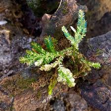 Image result for Selaginella versicolor