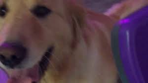 Smoke detector only goes off maybe once every 5 months as the house is never smokey. Hertzko Self Cleaning Slicker Brush Dog Grooming Brushes Combs Rakes Pet Supplies