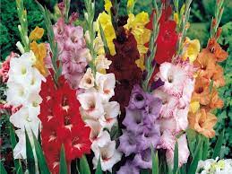 Gladiolos Gladiolus Flower Gladiolus Bulb Flowers