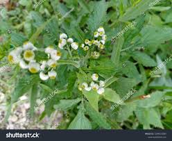 Image result for Dichrocephala integrifolia