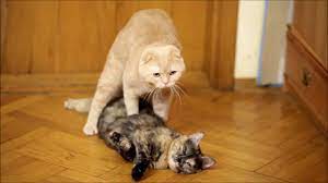 Cats mating. Cat revives and mates his girlfriend. - YouTube