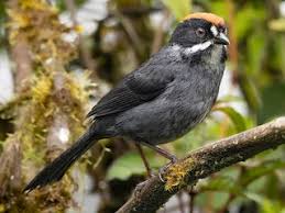 Image result for Schizostephanus alatus