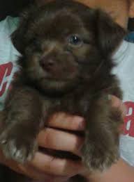 When do shih tzu puppies get fluffy. Was Told He Was A Shih Tzu