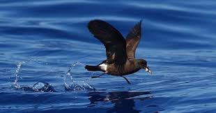 Painho De Ilha Da Madeira Oceanodroma Castro Sea Birds Bird Animals