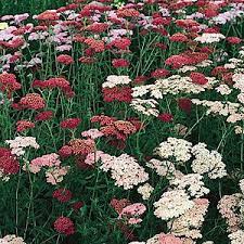 Best Flowers And Plants For Your Garden Yarrow Plant Plants Front Yard Plants
