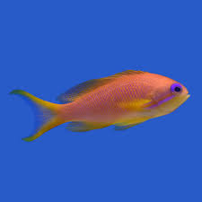 Image result for Ottelia fischeri