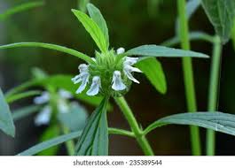 Image result for Leucas