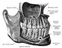 Maybe you would like to learn more about one of these? Premolar Definition And Synonyms Of Premolar In The Malay Dictionary