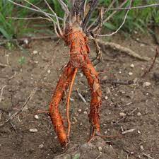 When tree roots become exposed, the majority of the time it will be feeder roots rather than any of the major roots. Transplant Damage To Trees Roots Branches The Power Is Yours