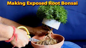 It could be a square or round, depending on your preference. Dwarf Kamini Bonsai Natural Bonsai Tree Step 3 Be The Creator Aug 19 Bonsai Bonsai Tree Dwarf Plants
