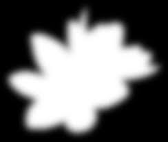 Image result for Diaphananthe lorifolia