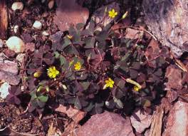 Image result for Oxalis corniculata