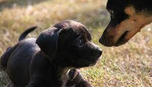 How Dogs Don T Get Sad If Their Puppies Are Taken Correctly Richards Dogs